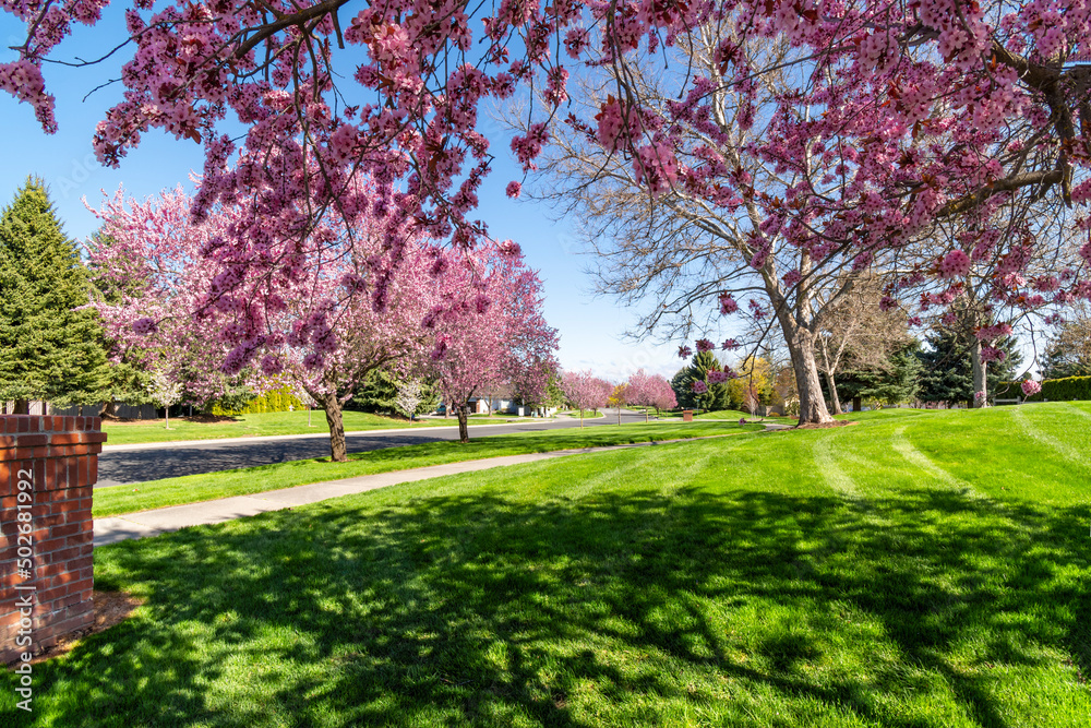 A small suburban park on a treelined street of blooming, flowering Cherry Blossom trees at Spring, in Coeur d'Alene, Idaho, USA. A small suburban park on a treelined street of blooming, flowering Cherry Blossom trees at Spring, in Coeur d'Alene, Idaho, USA.