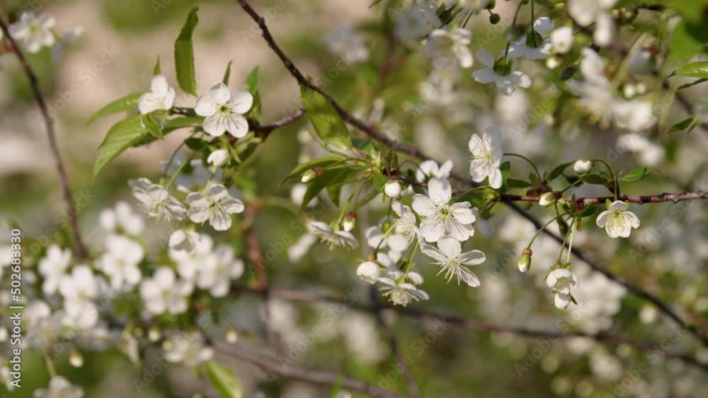 blooming tree cherry closeup garden blooming tree cherry closeup garden