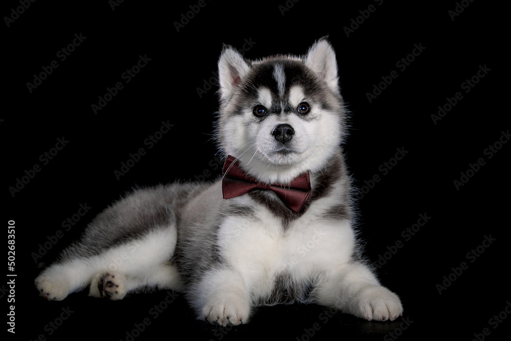 Siberian Husky puppy posing with bow Siberian Husky puppy posing with bow