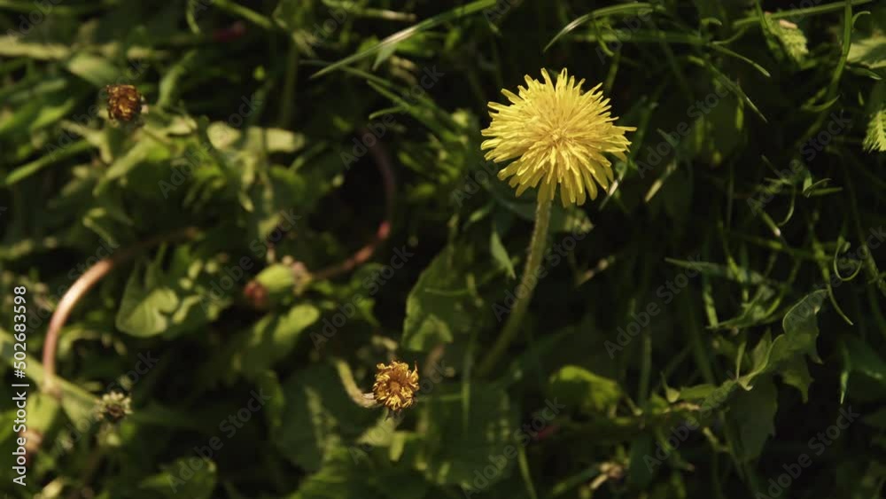 dandelion on green grass spring closeup dandelion on green grass spring closeup