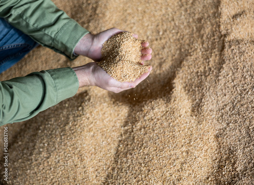 Closeup of handful of soybean hulls in hands of male farmer. Concept of organic feed supplement in production of compound feed for dairy cattle