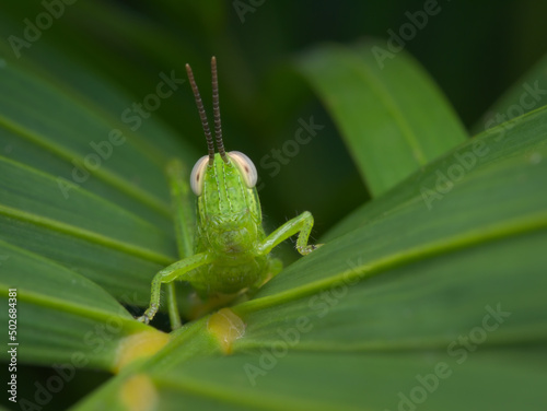 Rice grasshopper nimfa on the palm leaf