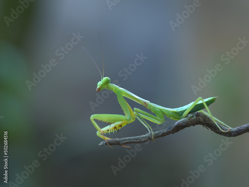 giant asian mantis perched on the branch