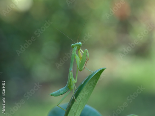 young giant asian mantis perched on the leaves