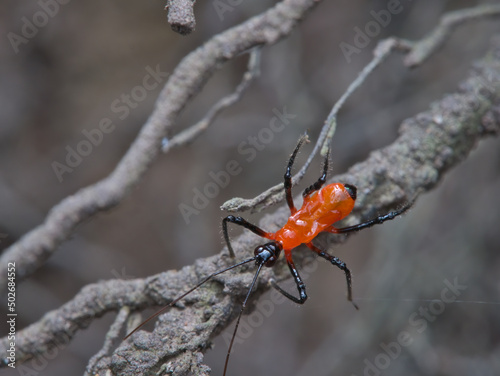 assassin bug on the root of the tree