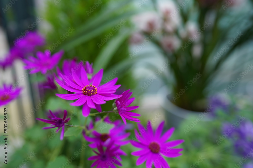 花 花
