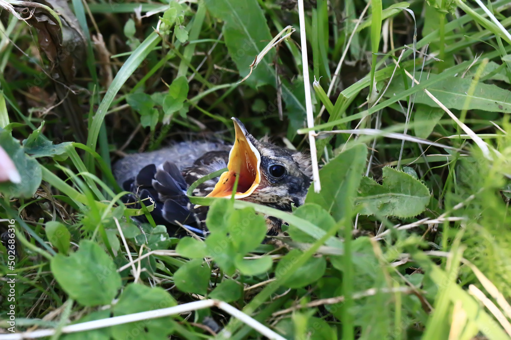 Fototapeta premium Nestling bird in the grass. Yellow-beaked nestling starling sits in the grass and waiting for parents. Thrown out of the nest to learn to fly.