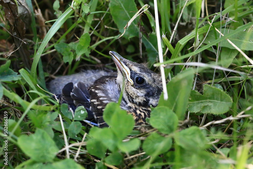 Nestling bird in the grass. Yellow-beaked nestling starling sits in the grass and waiting for parents. Thrown out of the nest to learn to fly. photo