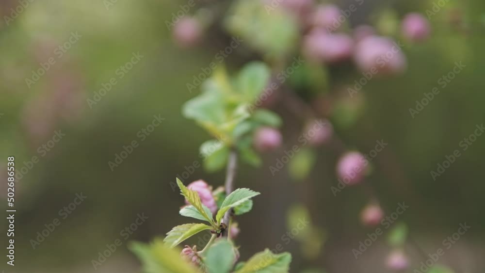 Close-up view of spring trees blooming with pink flowers growing outside in sunny spring garden. Close-up view of spring trees blooming with pink flowers growing outside in sunny spring garden.