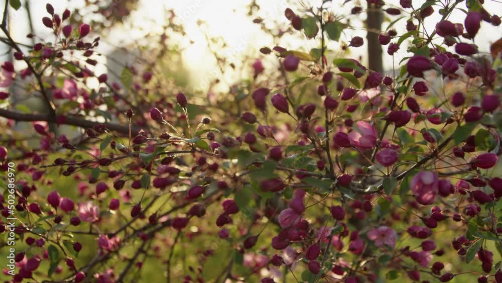 apple tree sunset closeup spring garden blossom