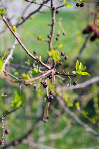 Spring new leaves with old dry berries on branch, selective focus. Tree buds bloom, close up. Germination of first spring leaves.
