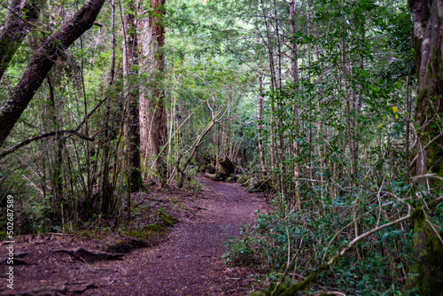 Andean Patagonian forest, hiking trails, Rio Negro, Argentina