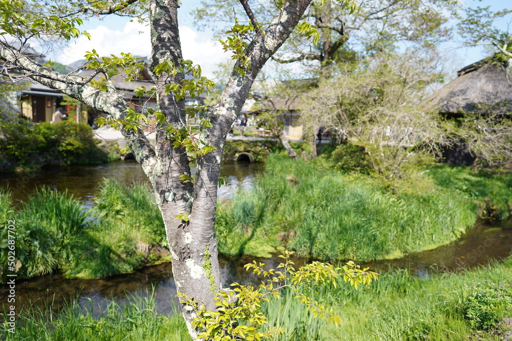 Fototapeta premium 植物 