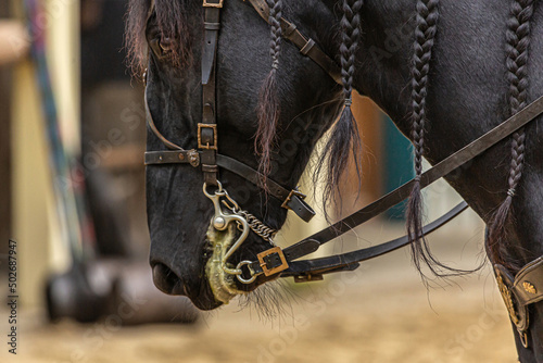 Close-up of a black horse wearing a pompous medieval harness