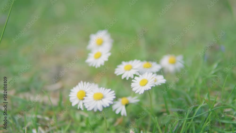 Beautiful wild flowers (anthemis ruthenica)
Beautiful wild flowers (anthemis ruthenica)