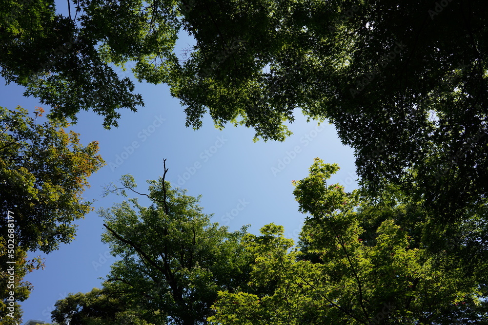 Obraz premium 空と木