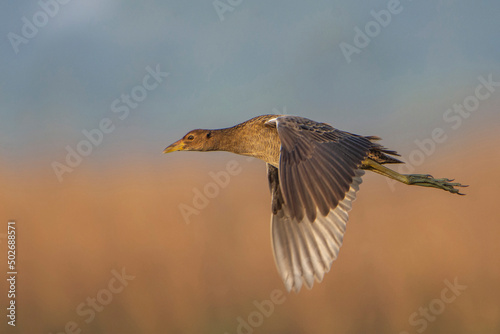 Watercock in flight © Mana21