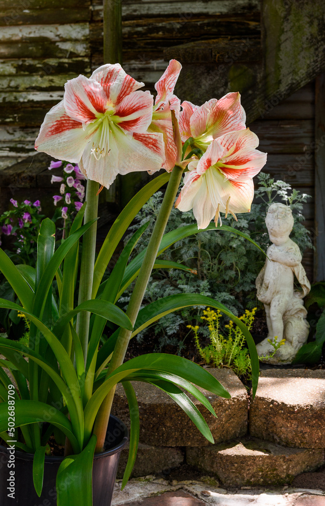 Vertical Image Of Garden Scene. Plants And Flowers-5739