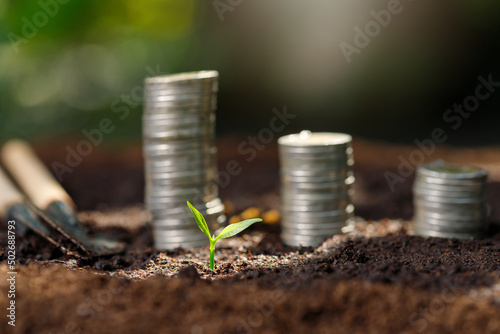 Planting on stacked coins with the financial concept based on the idea of saving money and growing.