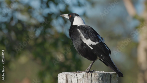 close up of an australian magpie on a fence post photo