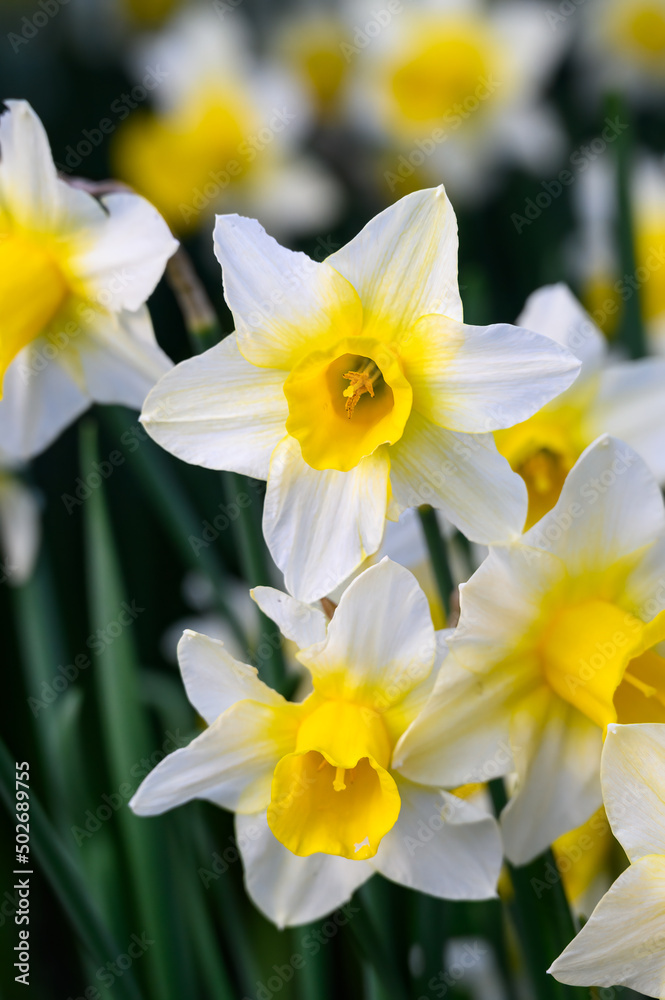 Signs of spring, closeup of a bunch of white and yellow daffodils growing in a garden
