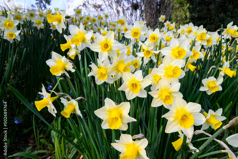 Abundance of white and yellow daffodils growing in a spring garden, as a nature background
Abundance of white and yellow daffodils growing in a spring garden, as a nature background
