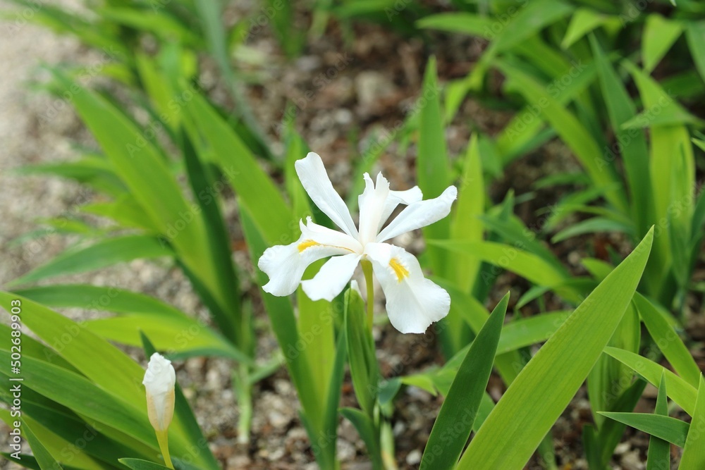 Fototapeta premium ヒメアヤメ