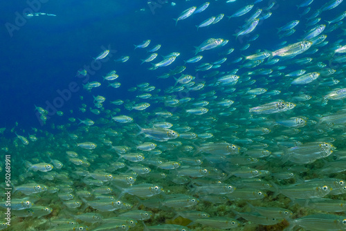 A school of fish darting through the water at great speed. The image shows plenty of fish in the sea