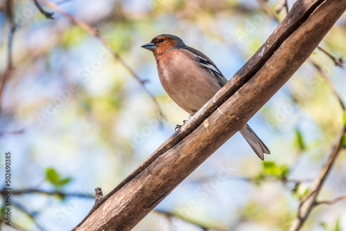 Common chaffinch, Fringilla coelebs, sits on a branch in spring on green background. Common chaffinch in wildlife.