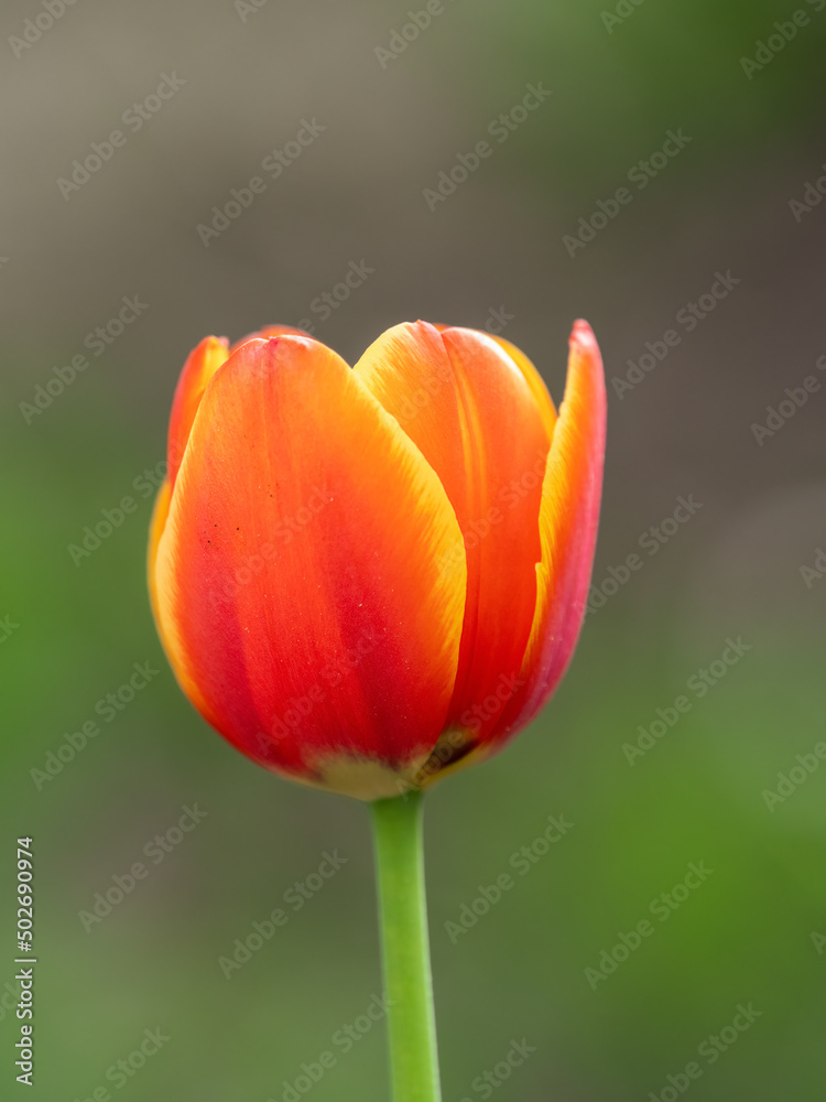 Red tulip with blurry background in sunset Red tulip with blurry background in sunset