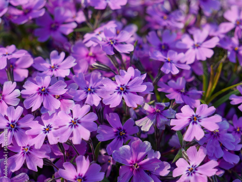 flowers in the garden