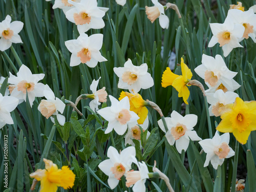 daffodils in spring