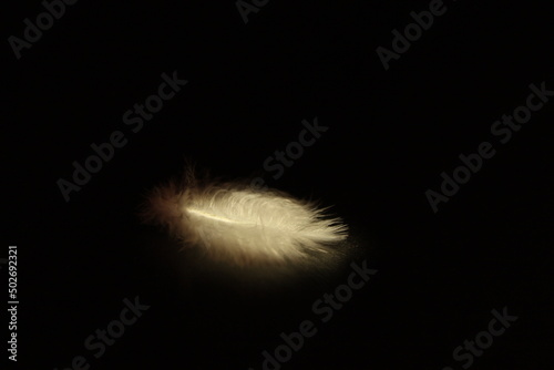 Close up photo of a white swan feather on a black background in warm yellow light