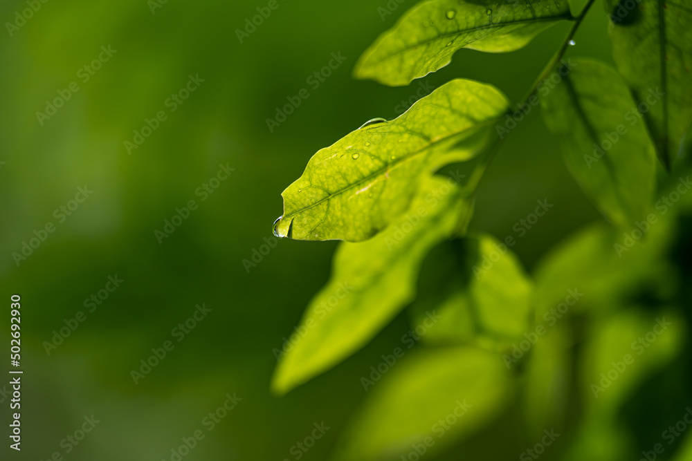 Closeup of Green leaf and Flower, Nature background or texture Closeup of Green leaf and Flower, Nature background or texture