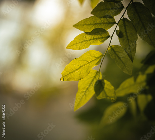 Closeup of Green leaf and Flower, Nature background or texture