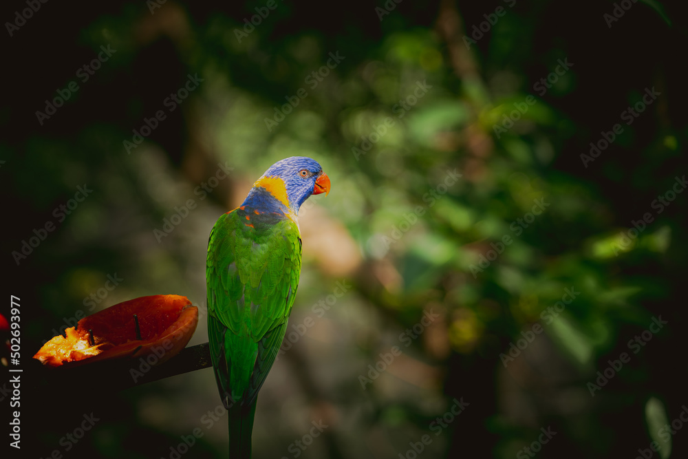 Naklejka premium CloseUp Of Parrot Perching On Branch