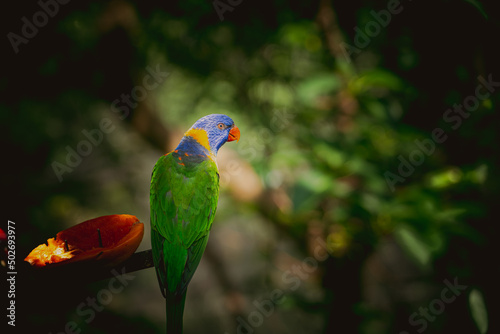CloseUp Of Parrot Perching On Branch © joeycheung