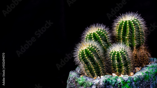 Clump of Notocactus magnificus on dark background. Ornamental plant on artisan planter photo