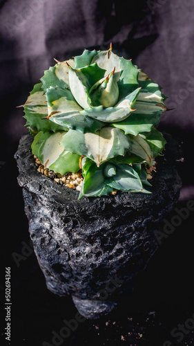 Agave isthmensis mediopicta alba ohiraijin on concrete artisanal planter photo