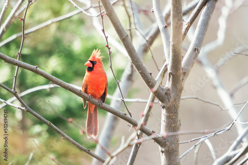 Male Northern cardinal perching on a tree branch.Maryland.USA