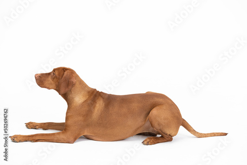 Female dog lies down with her muzzle closed. Hungarian gelding.