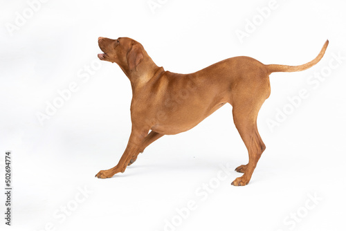 Hunting dog - a Hungarian gelding stands and barks. Isolated from the background.