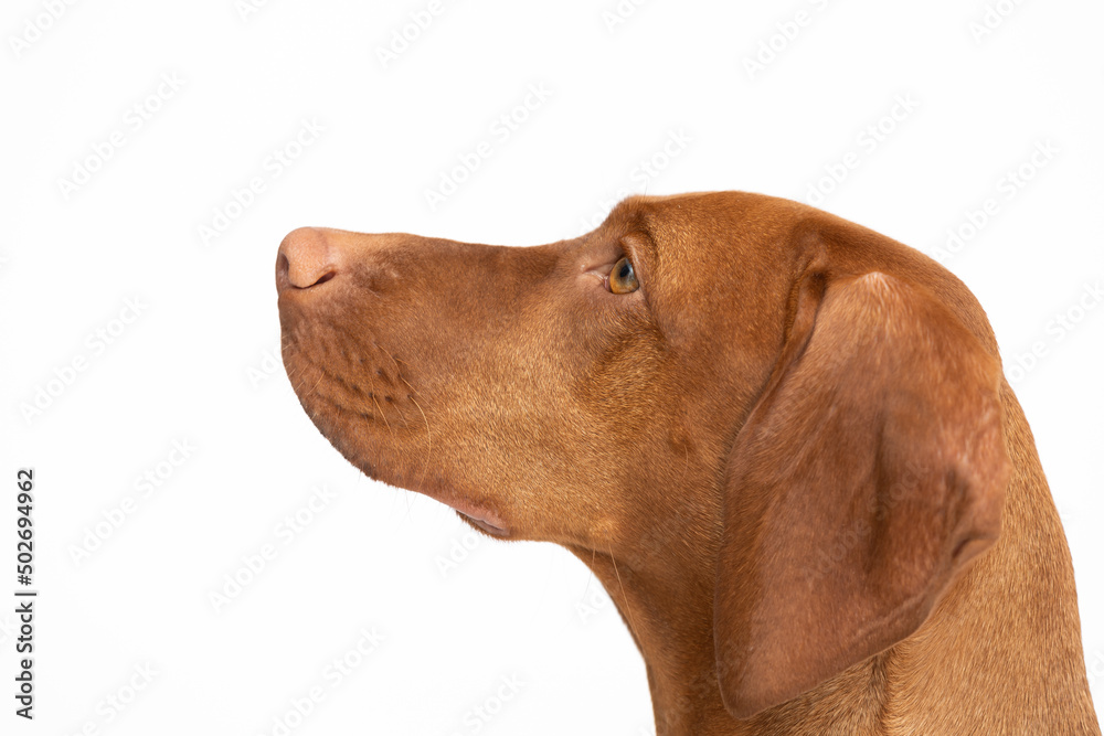 Female dog looks up. Hungarian shorthaired gelding's head.