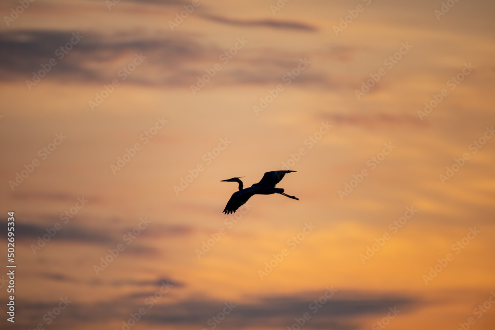Great Blue Heron in Flight Against Sunset