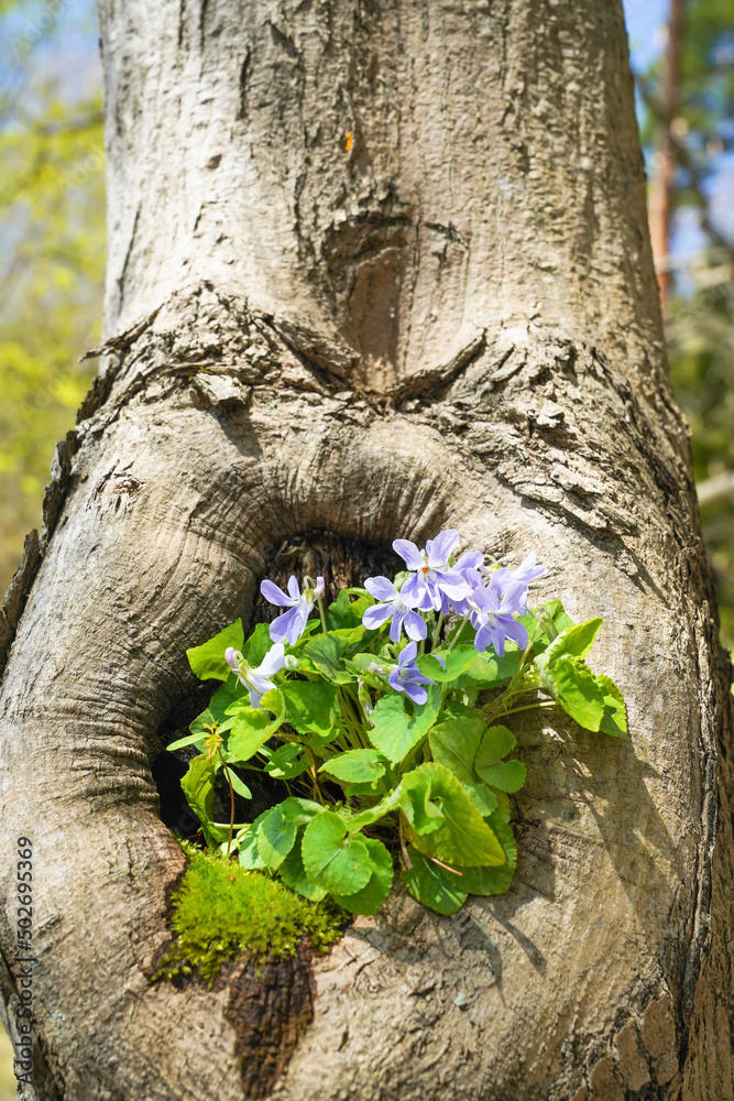 Obraz premium カエデの木の洞に咲くスミレ