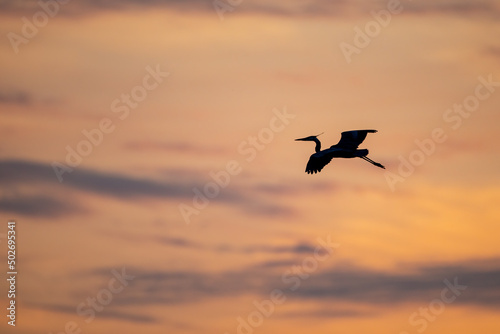 A Great Blue Heron glides above the Mississippi River at sunset near the heron rookery in Minneapolis Minnesota