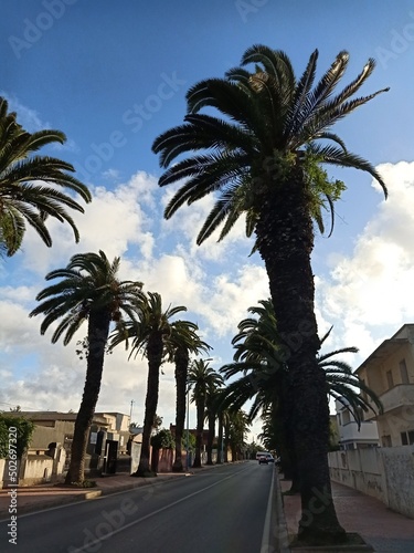 Palm trees country , El Jadida - Morocco 