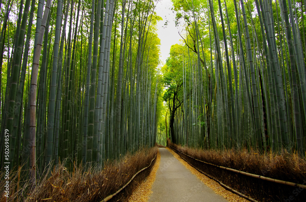 Fototapeta premium 京都嵯峨野の竹林