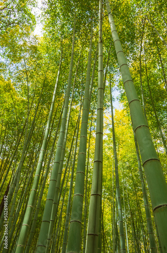 京都嵯峨野の竹林