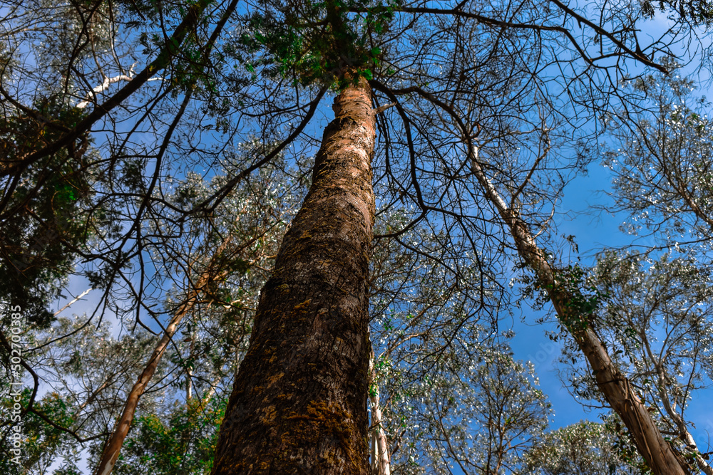 Fototapeta premium tree in the forest